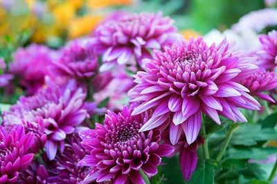 ডালিয়া ফুল_img_2