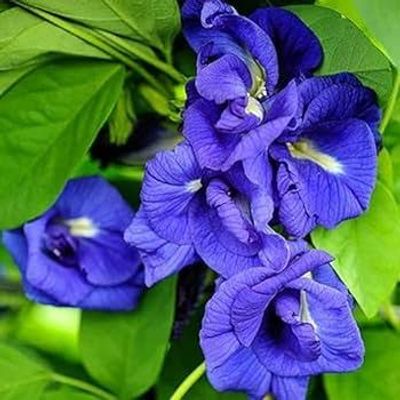 অপরাজিতা_img_0