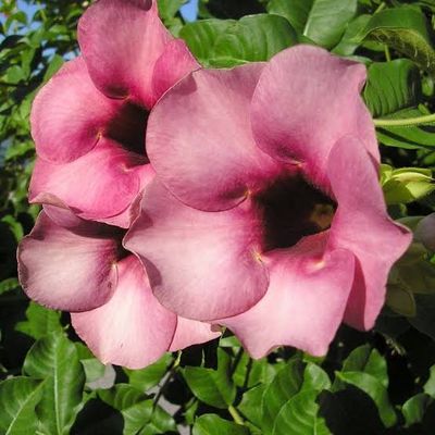 অলকানন্দা (২ কালার)_img_0