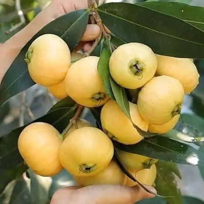 গোলাপজাম_img_0