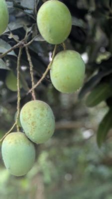 লেংড়া আম l ডেলিভারি চার্জ ফ্রি l_img_2
