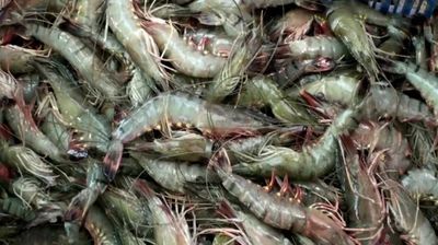 বাগদা চিংড়ি (৪০-৪৫ পিছ কেজিতে)_img_1