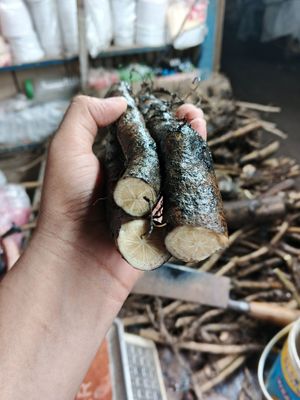 মোটা শিকড় চুই_img_0