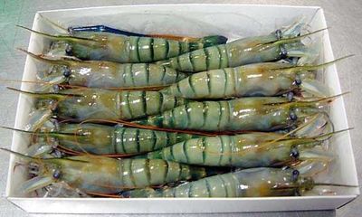 সাতক্ষীরার গলদা চিংড়ি (কেজিতে ৯- ১২ পিছ )_img_2