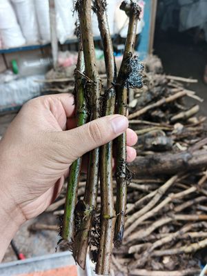 চিকন ডাল চুই_img_1
