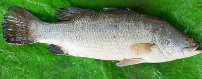 সাতক্ষীররা কোরাল মাছ (ভেটকি)l দেড় থেকে দুই কেজি সাইজেরl_img_1