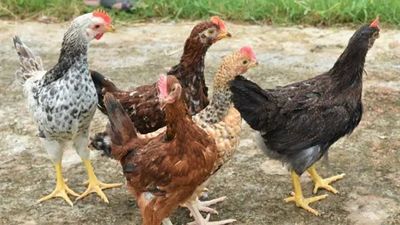 গ্রামের দেশি মুরগি  (৯০০/৯৫০ গ্রাম সাইজ)_img_1