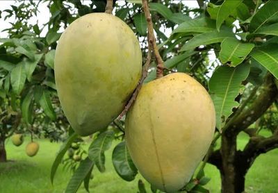 আম (হাড়িভাঙ্গা-1kg) ফরমালিন মুক্ত_img_0