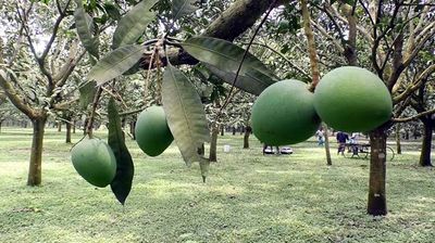আম (হাড়িভাঙ্গা-1kg) ফরমালিন মুক্ত_img_2