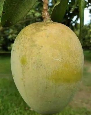 আম (হাড়িভাঙ্গা-1kg) ফরমালিন মুক্ত_img_3