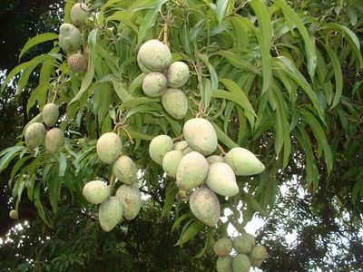 আম (হাড়িভাঙ্গা-1kg) ফরমালিন মুক্ত_img_4