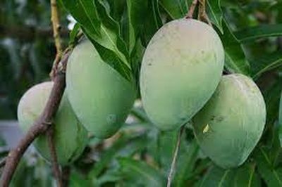 আম (হাড়িভাঙ্গা-1kg) ফরমালিন মুক্ত_img_5