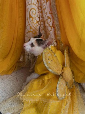 Cat butterfly gown_img_8