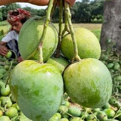আম (গোবিন্দভোগ🥭) কেমিক্যাল/কার্বাইড মুক্ত_img_0