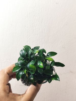anubias Japan bonsai (large pot)_img_1