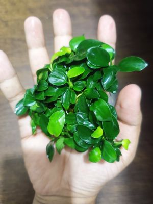 anubias Japan bonsai (large pot)_img_2