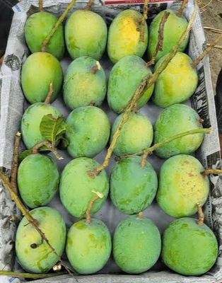 আম (গোবিন্দভোগ🥭) কেমিক্যাল/কার্বাইড মুক্ত_img_1