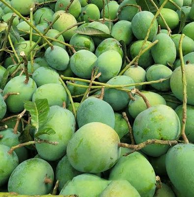 আম (গোবিন্দভোগ🥭) কেমিক্যাল/কার্বাইড মুক্ত_img_3