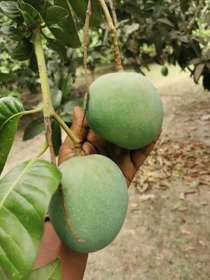 আম (গোবিন্দভোগ🥭) কেমিক্যাল/কার্বাইড মুক্ত_img_4
