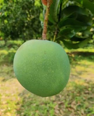 আম (গোবিন্দভোগ🥭) কেমিক্যাল/কার্বাইড মুক্ত_img_5