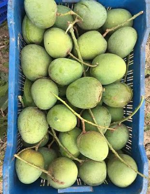 আম (গোপালভোগ🥭) কেমিক্যাল/কার্বাইড মুক্ত_img_2