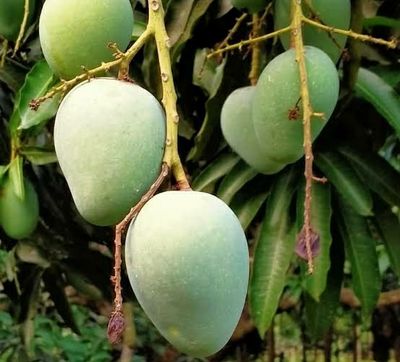 আম (গোপালভোগ🥭) কেমিক্যাল/কার্বাইড মুক্ত_img_3