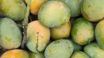 গোপাল ভোগ (১২ কেজি)_img_0