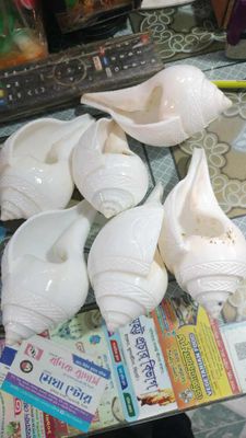 পেটকাটা জলশঙ্খ_img_0