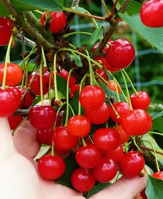 লাল চেরি_img_0