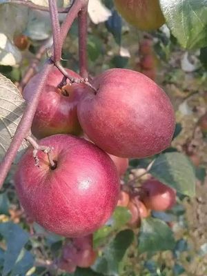 কাশ্মীরি কুল_img_2