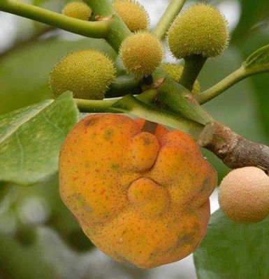 ডেউয়া_img_0