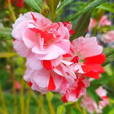দোপাটি ফুল (৪ কালার)_img_1