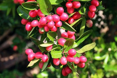 করমচা_img_0