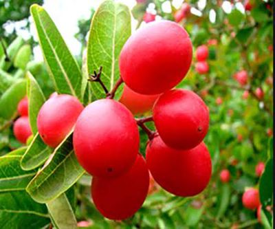 করমচা_img_1