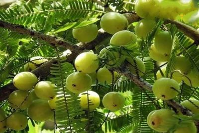 আমলকী_img_0
