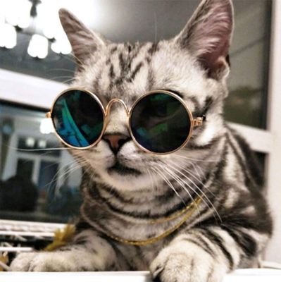 Sunglasses For Lovely Pet Cat Dog_img_1