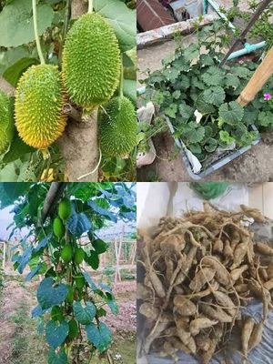 সেরা জাতের পাহাড়ি কাকরোল কন্দ।_img_0