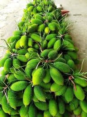 সেরা জাতের পাহাড়ি কাকরোল কন্দ।_img_1