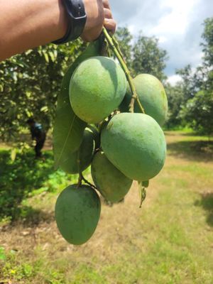 রাজশাহীর হিমসাগর (Himsagor Mango)_img_3