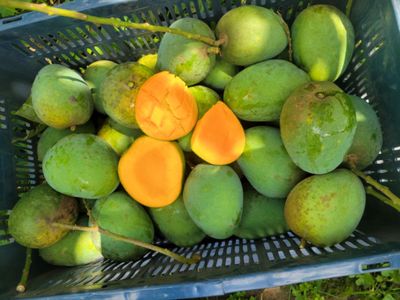 রাজশাহীর হিমসাগর (Himsagor Mango)_img_4