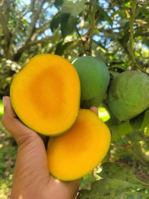 রাজশাহীর হিমসাগর (Himsagor Mango)_img_2