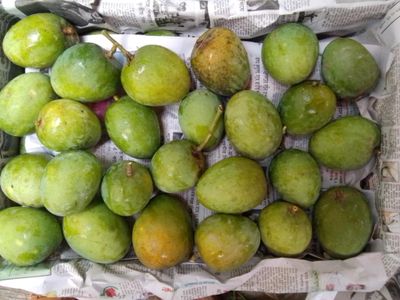 রাজশাহীর হিমসাগর (Himsagor Mango)_img_6