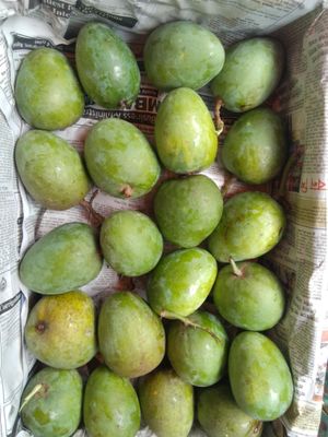 রাজশাহীর হিমসাগর (Himsagor Mango)_img_7