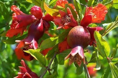 ডালিম_img_0