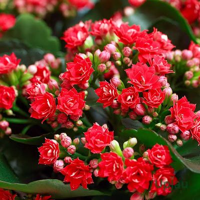 ক্যালাঞ্চু (২ কালার)_img_0