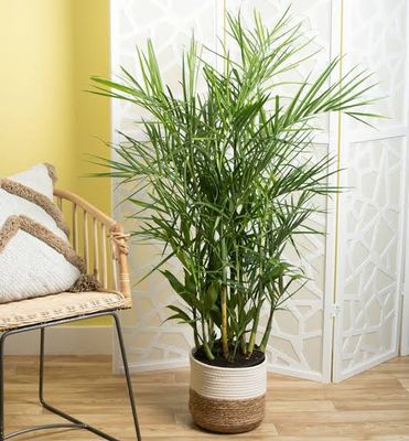 Bamboo palm (ইনডোর প্ল্যান্ট)_img_1