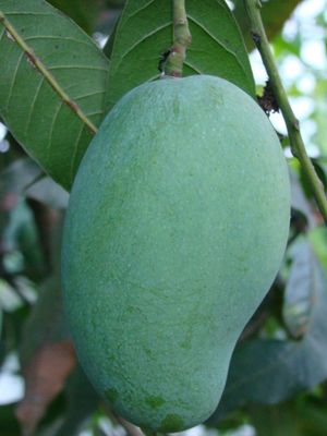 আম (ফজলি-1kg) ফরমালিন মুক্ত_img_0