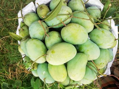 আম (ফজলি-1kg) ফরমালিন মুক্ত_img_1