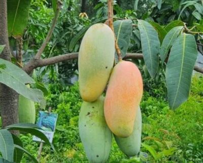 আম (ব্যানানা-1kg) ফরমালিন মুক্ত_img_0
