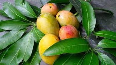 আম (লক্ষণভোগ/লকনা-1kg) ফরমালিন মুক্ত_img_0